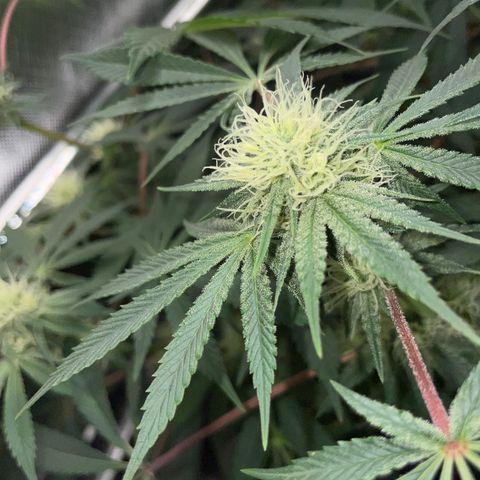 Critical Kush - GwJ Community Award Winning Celebration Grow Part 1 - The Winner - by KilliczGe growlog timeline photo