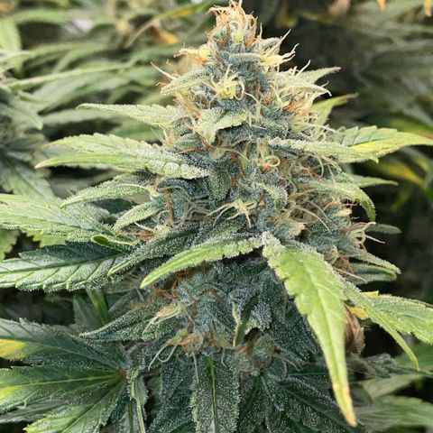 Grape Soda Auto - by KilliczGe growlog timeline photo