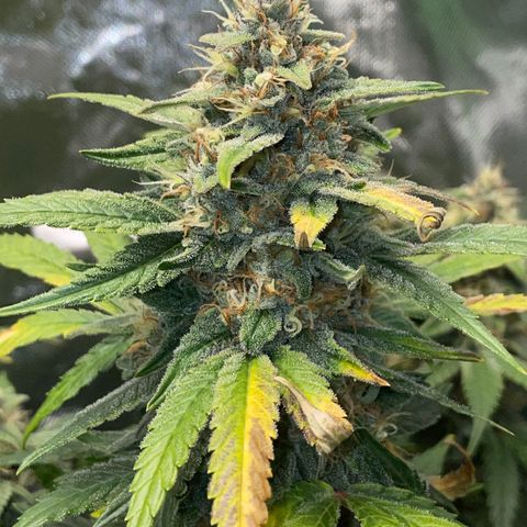 Grape Soda Auto - by KilliczGe growlog timeline photo