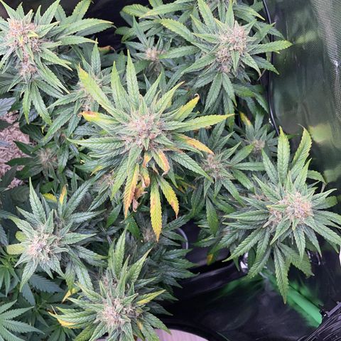 Grape Soda Auto - by KilliczGe growlog timeline photo