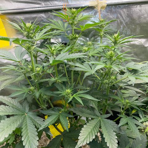 Wedding Cake Auto by KilliczGe growlog timeline photo