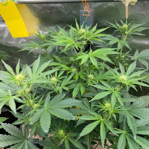 Wedding Cake Auto by KilliczGe growlog timeline photo