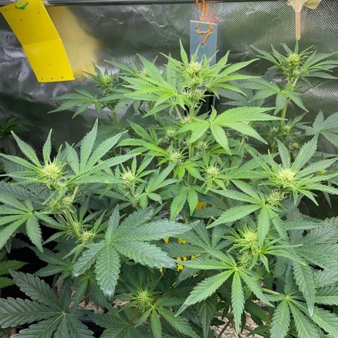 Wedding Cake Auto by KilliczGe growlog timeline photo