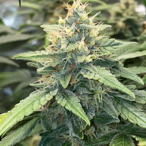 Grape Soda Auto - by KilliczGe growlog timeline photo