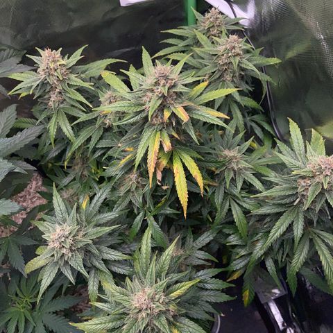 Grape Soda Auto - by KilliczGe growlog timeline photo