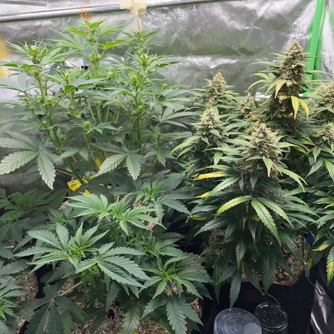 Wedding Cake Auto by KilliczGe growlog timeline photo