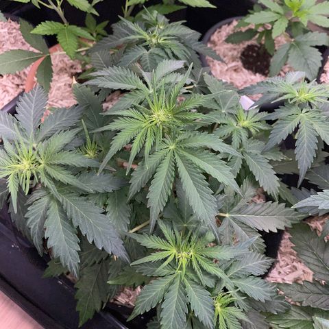 Sherbet Queen Auto by KilliczGe  growlog timeline photo