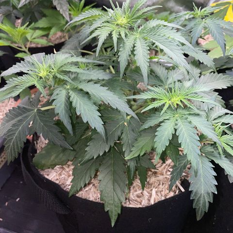 Sherbet Queen Auto by KilliczGe  growlog timeline photo