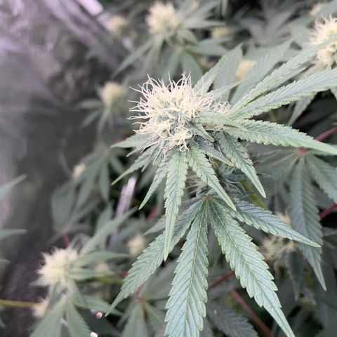 Critical Kush - GwJ Community Award Winning Celebration Grow Part 1 - The Winner - by KilliczGe growlog timeline photo