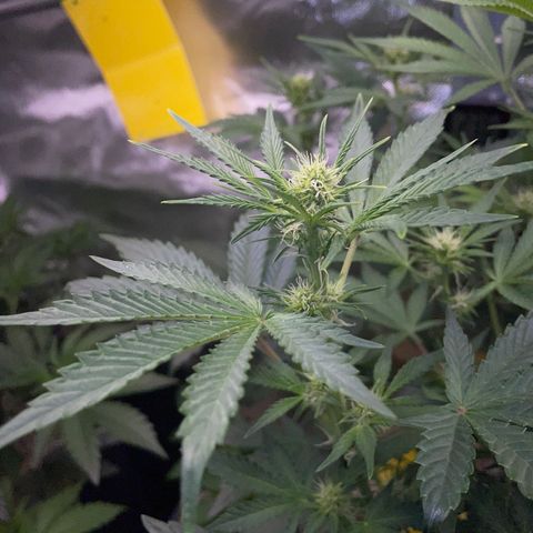 Wedding Cake Auto by KilliczGe growlog timeline photo