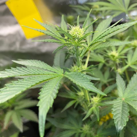 Wedding Cake Auto by KilliczGe growlog timeline photo