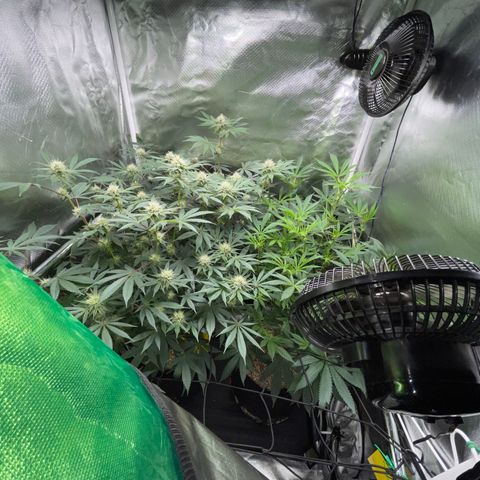 Critical Kush - GwJ Community Award Winning Celebration Grow Part 1 - The Winner - by KilliczGe growlog timeline photo