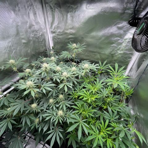 Critical Kush - GwJ Community Award Winning Celebration Grow Part 1 - The Winner - by KilliczGe growlog timeline photo