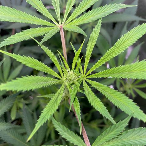 Special Kush 1 - GwJ Community Award Winning Celebration Grow Part 2 -The Price - by KilliczGe growlog timeline photo