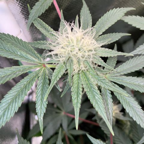 Critical Kush - GwJ Community Award Winning Celebration Grow Part 1 - The Winner - by KilliczGe growlog timeline photo