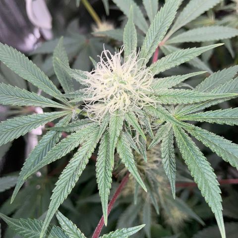 Critical Kush - GwJ Community Award Winning Celebration Grow Part 1 - The Winner - by KilliczGe growlog timeline photo