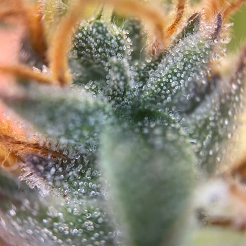 Grape Soda Auto - by KilliczGe growlog timeline photo