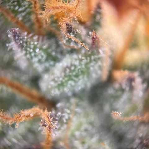 Grape Soda Auto - by KilliczGe growlog timeline photo
