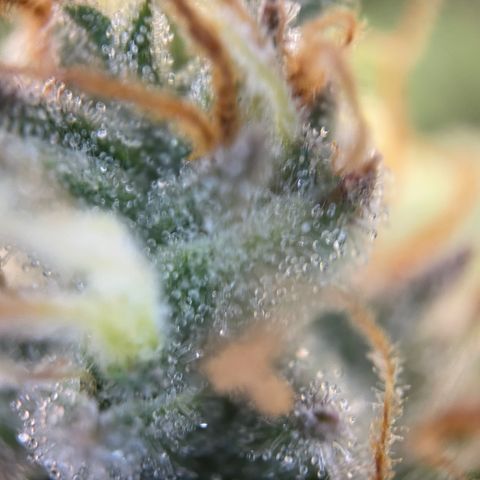 Grape Soda Auto - by KilliczGe growlog timeline photo