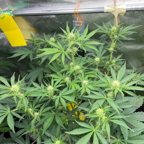 Wedding Cake Auto by KilliczGe growlog timeline photo