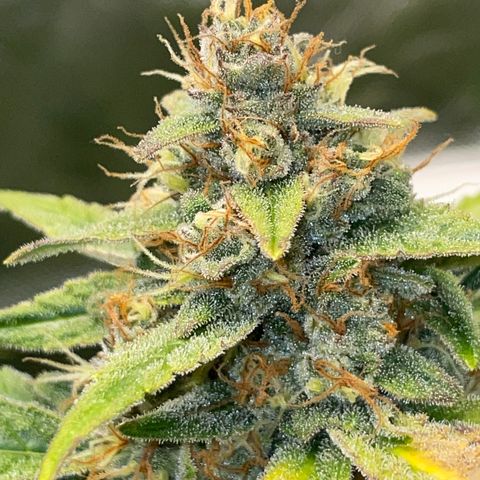 Grape Soda Auto - by KilliczGe growlog timeline photo