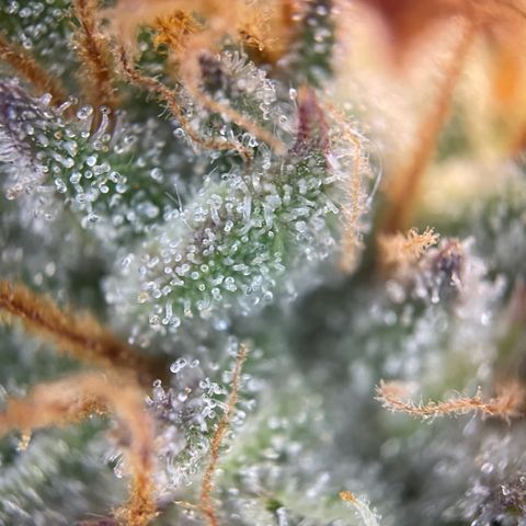 Grape Soda Auto - by KilliczGe growlog timeline photo