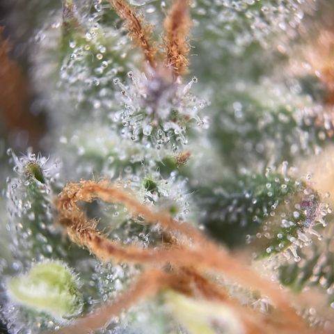 Grape Soda Auto - by KilliczGe growlog timeline photo