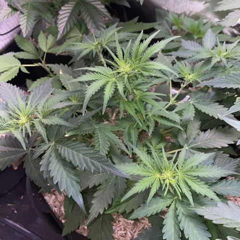 Sherbet Queen Auto by KilliczGe  growlog timeline photo