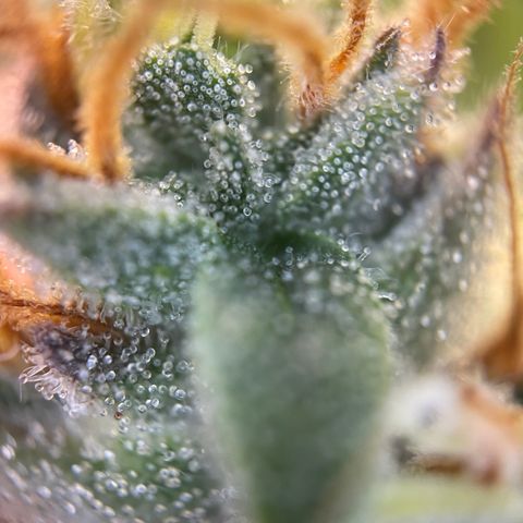Grape Soda Auto - by KilliczGe growlog timeline photo