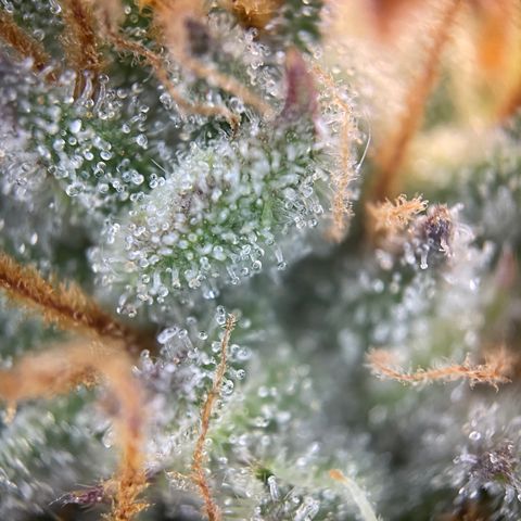 Grape Soda Auto - by KilliczGe growlog timeline photo