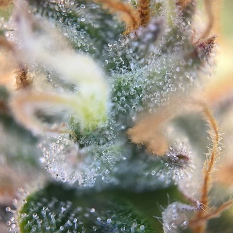 Grape Soda Auto - by KilliczGe growlog timeline photo