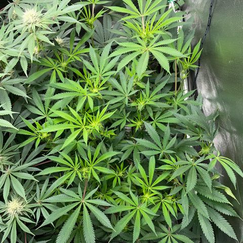 Special Kush 1 - GwJ Community Award Winning Celebration Grow Part 2 -The Price - by KilliczGe growlog timeline photo