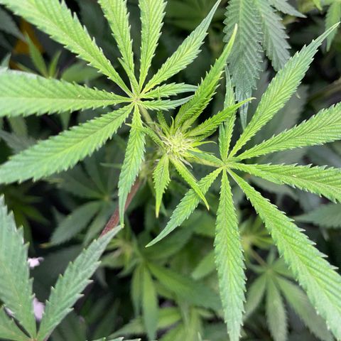 Special Kush 1 - GwJ Community Award Winning Celebration Grow Part 2 -The Price - by KilliczGe growlog timeline photo