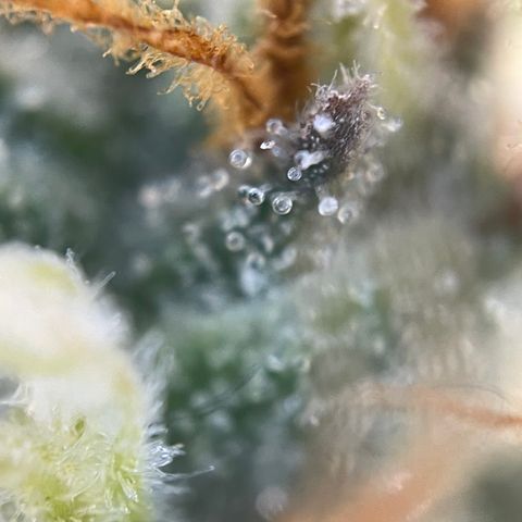Grape Soda Auto - by KilliczGe growlog timeline photo