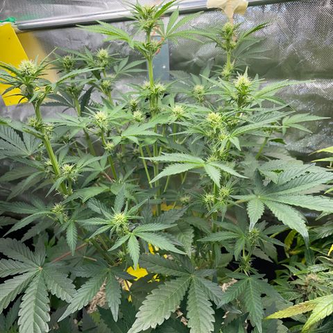Wedding Cake Auto by KilliczGe growlog timeline photo