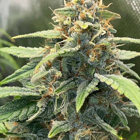 Grape Soda Auto - by KilliczGe growlog timeline photo