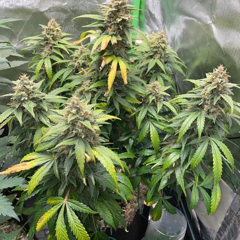 Grape Soda Auto - by KilliczGe growlog timeline photo