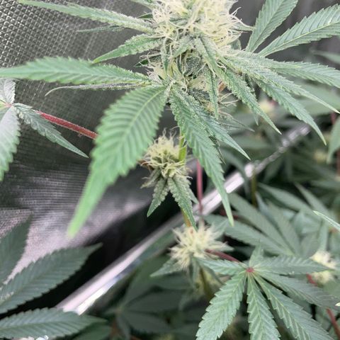 Critical Kush - GwJ Community Award Winning Celebration Grow Part 1 - The Winner - by KilliczGe growlog timeline photo