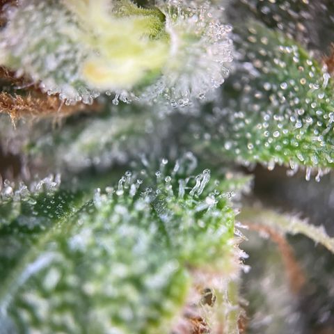 Grape Soda Auto - by KilliczGe growlog timeline photo