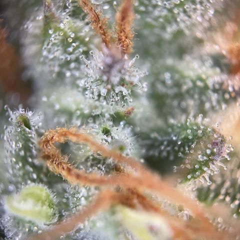 Grape Soda Auto - by KilliczGe growlog timeline photo