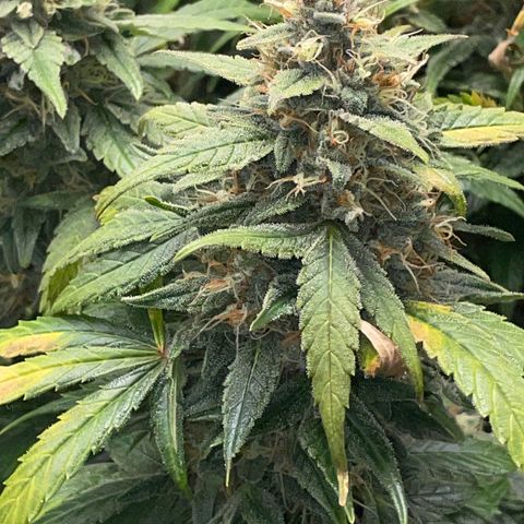 Grape Soda Auto - by KilliczGe growlog timeline photo