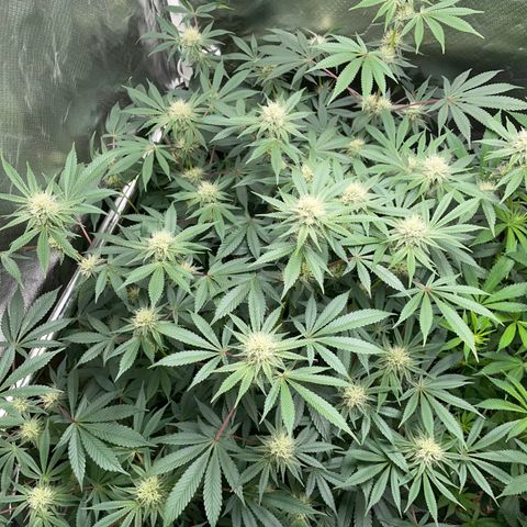 Critical Kush - GwJ Community Award Winning Celebration Grow Part 1 - The Winner - by KilliczGe growlog timeline photo
