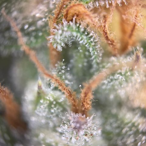 Grape Soda Auto - by KilliczGe growlog timeline photo