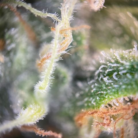 Grape Soda Auto - by KilliczGe growlog timeline photo