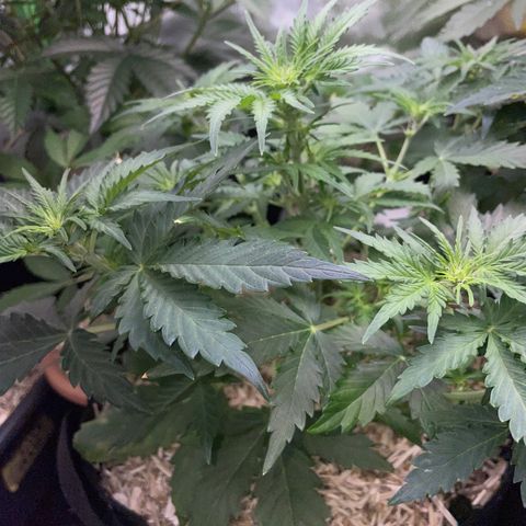 Sherbet Queen Auto by KilliczGe  growlog timeline photo