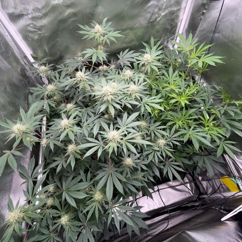 Critical Kush - GwJ Community Award Winning Celebration Grow Part 1 - The Winner - by KilliczGe growlog timeline photo