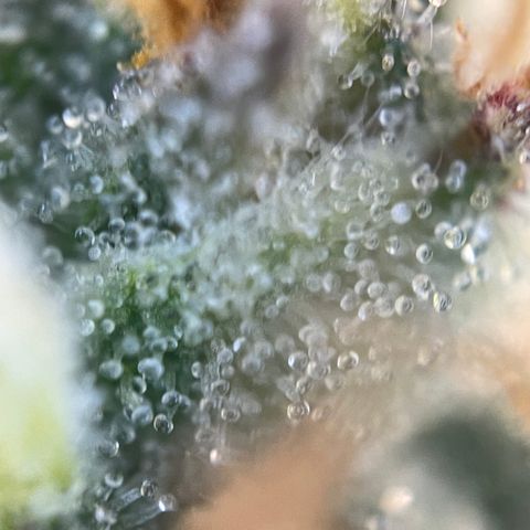 Grape Soda Auto - by KilliczGe growlog timeline photo