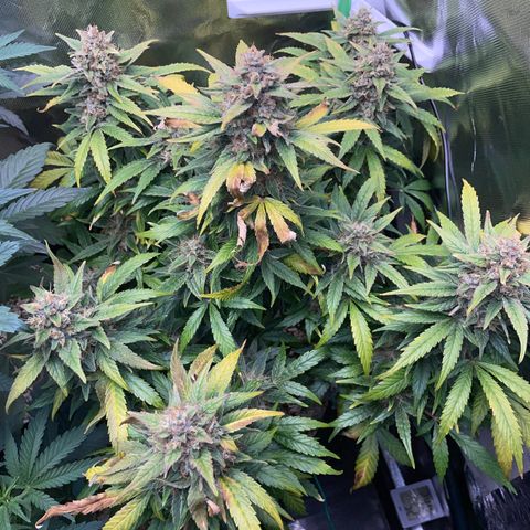 Grape Soda Auto - by KilliczGe growlog timeline photo