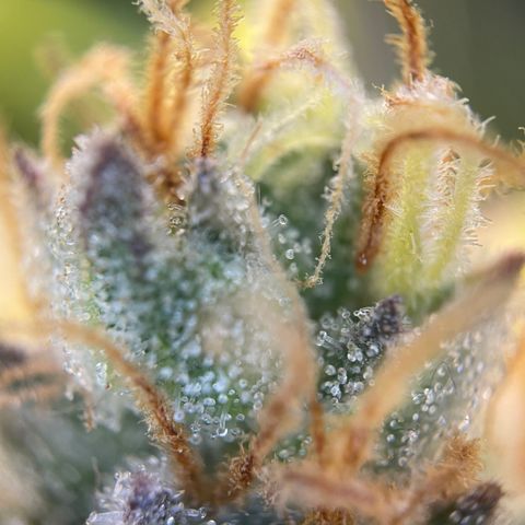 Grape Soda Auto - by KilliczGe growlog timeline photo
