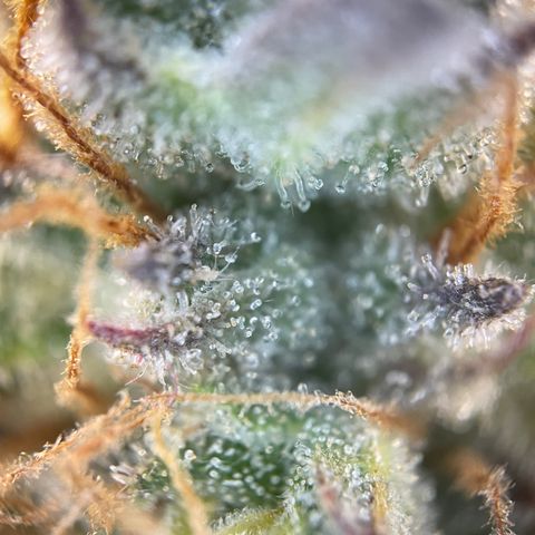 Grape Soda Auto - by KilliczGe growlog timeline photo
